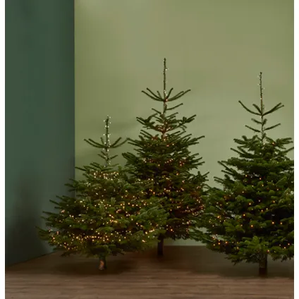Kerstboom Nordmann gezaagd - A-kwaliteit - ↕225-275cm 5