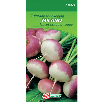 Sachet graines navet potager rouge Somers 'Milano'