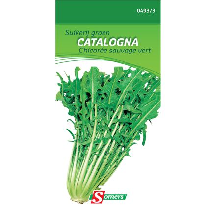 Sachet graines chicorée sauvage vert Somers 'Catalogna'