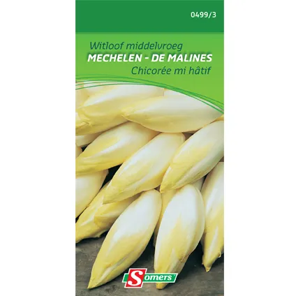 Sachet graines chicorée mi-hâtif Somers 'Malines'