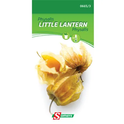 Sachet graines physalis Somers 'Little Lantern'