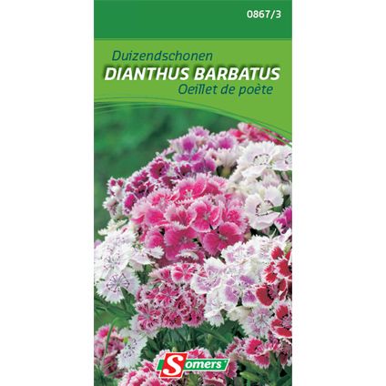 Sachet graines oeillet de poète Somers 'Dianthus barbatus'