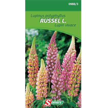 Sachet graines lupin vivace Somers 'Russel L.'