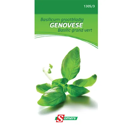 Sachet graines basilic grand vert Somers 'Gevonese'