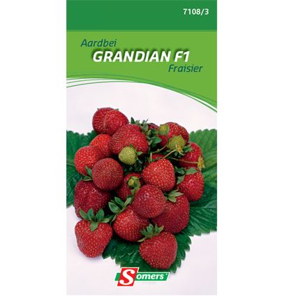Sachet graines fraisier Somers 'Grandian F1'