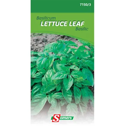 Sachet graines basilic Somers 'Lettuce leaf'