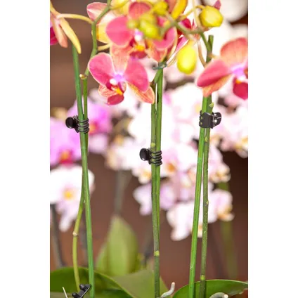 Nature orchideeënclips zwart 10 stuks 4