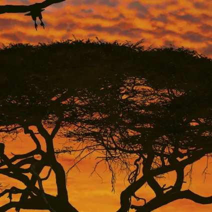 Komar fotobehang African Sunset 3
