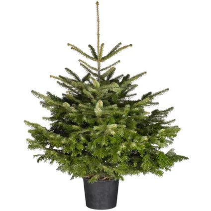 Kerstboom Nordmann in pot - A-kwaliteit - ↕80-100cm