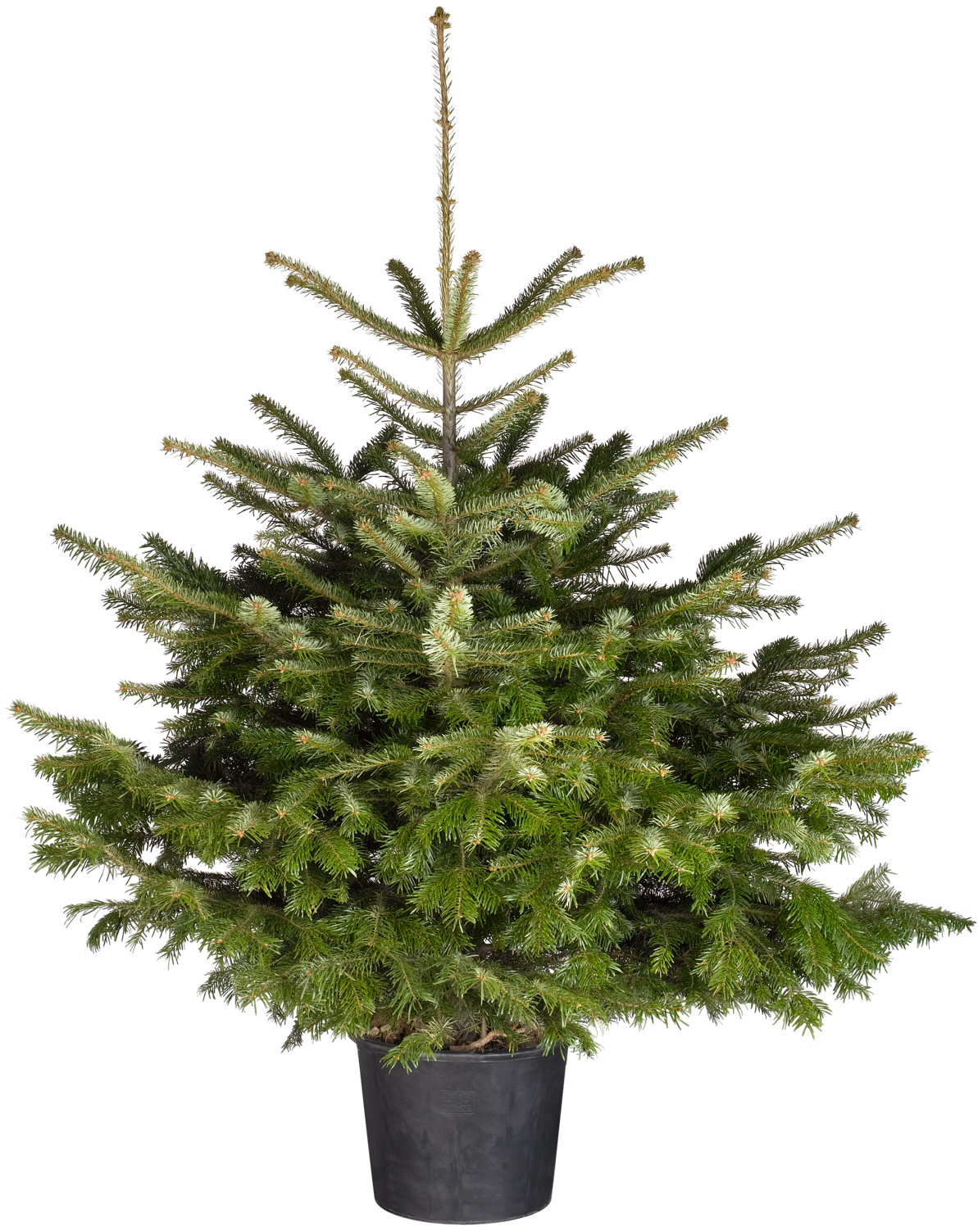 Verkeerd media Phalanx Kerstboom Nordmann A-kwaliteit 80-100cm in pot