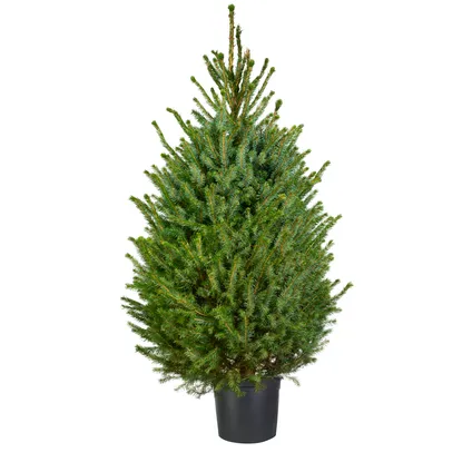 Kerstboom Omorika in pot - A-kwaliteit - ↕125-150cm