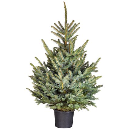 Kerstboom Blauwspar in pot - A-kwaliteit - ↕80-100cm