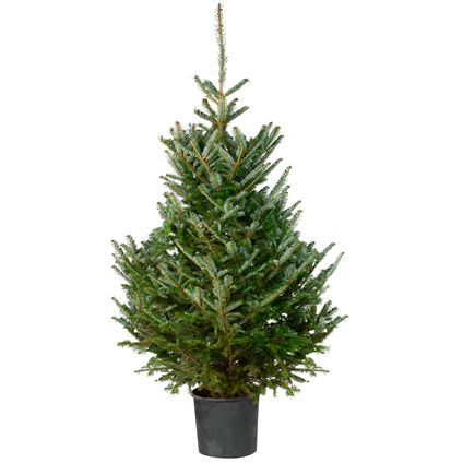 Kerstboom Fraseri 150-175cm in pot