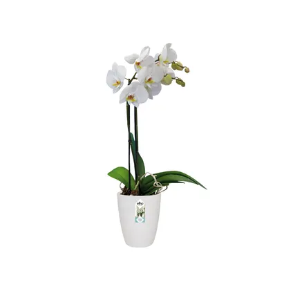 Elho bloempot brussels orchid high Ø12,5cm wit 3