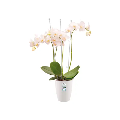 Elho bloempot brussels orchid high Ø12,5cm wit 4