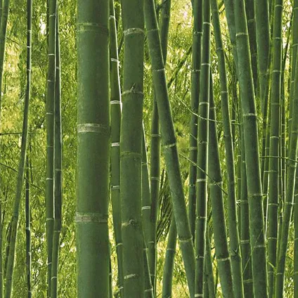 Decomode papierbehang Bamboe groen 4