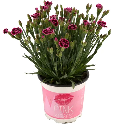 Anjer (Dianthus Pink Kisses) roze ⌀10,5cm ↕20cm 2
