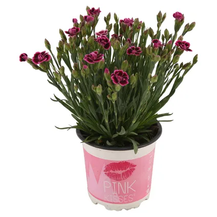 Anjer (Dianthus Pink Kisses) roze ⌀10,5cm ↕20cm 3