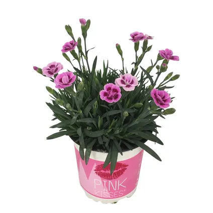 Œillet (Dianthus Pink Kisses) rose ⌀10,5cm ↕20cm 4