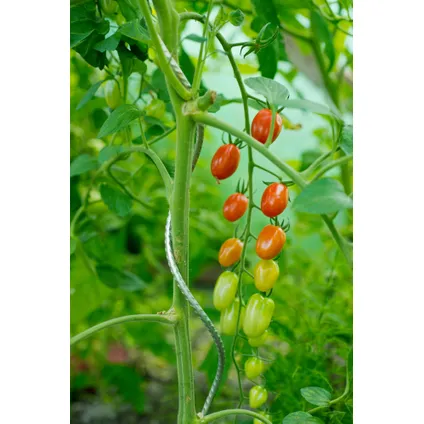 Nature tomatensteun verzinkt spiraalvormig H150cmxØ6,8mm 6