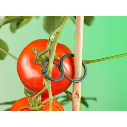 Clips tuteur à tomates Nature Ø 65 mm – 25 pcs
 3