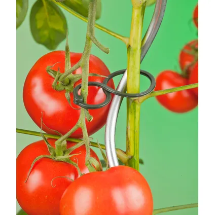 Clips tuteur à tomates Nature Ø 65 mm – 25 pcs
 5