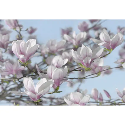 Komar fotobehang Magnolia 4