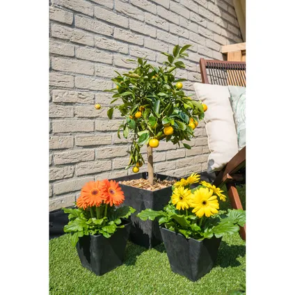 Steege Plantenbak - vierkant - gerecycled kunststof - zwart - 20 cm 2