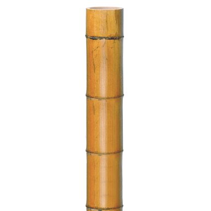 Nature bamboestengel gelakt 270xØ7,5/8,5cm
