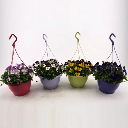Buitenplant Viola gekleurde hangpot