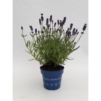 Lavendel (Lavandula Angustifolia Hidcote) ⌀17cm - ↕25cm