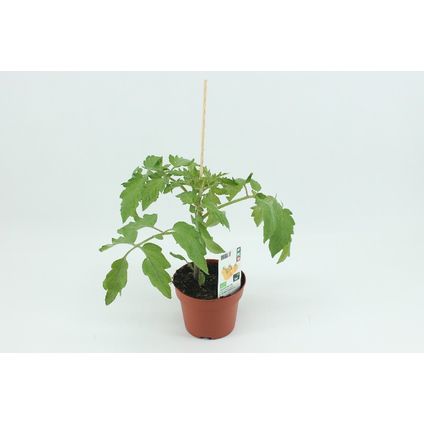 Cherrytomaat (Solanum lycoper) ⌀14cm ↕40cm