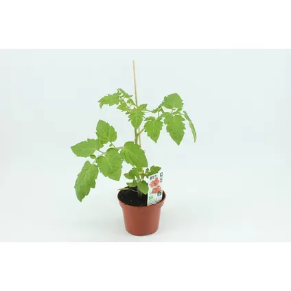Mini pruimtomaat (Solanum lycoper) ⌀12cm ↕40cm