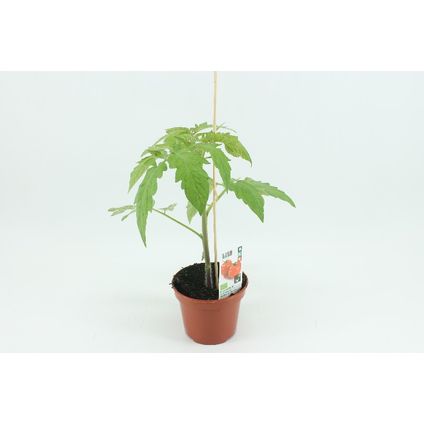 Tomatenplant (Solanum lycopers) ⌀12cm ↕40cm