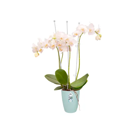 Pot de fleurs Elho brussels orchidée haut transparent 8