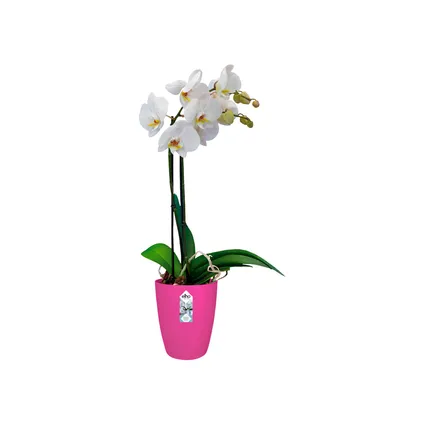 Pot de fleurs Elho brussels orchidée haut Ø12,5cm cerise 3