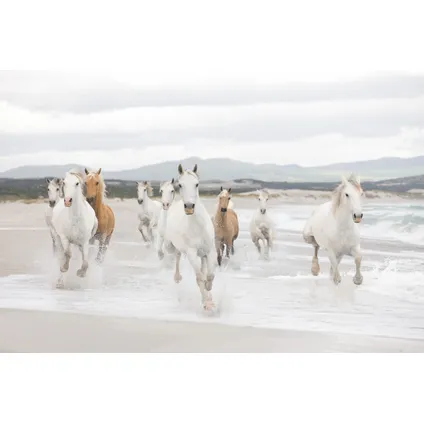 Komar fotobehang White Horses 2
