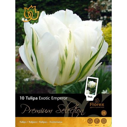 Premium-10 tulp exotic empero
