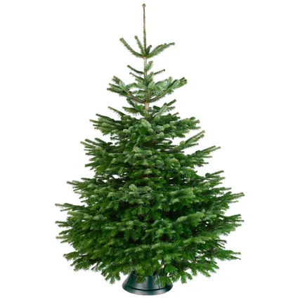 Kosten bewijs neutrale Central Park kerstboom Nordmann 150-175cm
