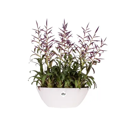 Pot de fleurs Elho brussels ovale 36cm blanc 3
