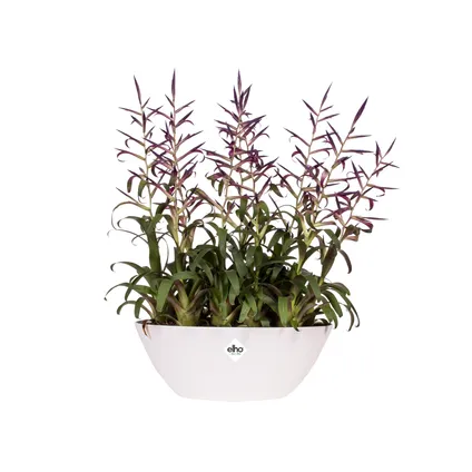 Pot de fleurs Elho brussels ovale 20cm blanc 3