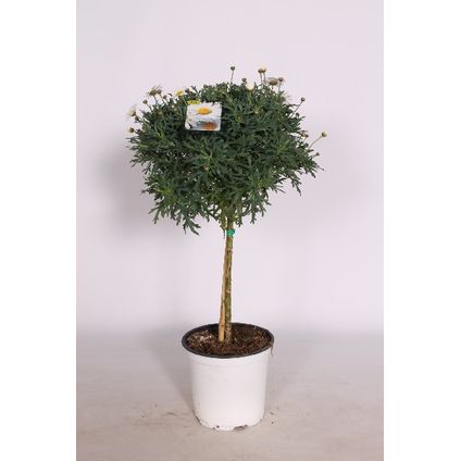 Struikmagriet op stam (Argyranthemum) ⌀19cm - ↕70cm
