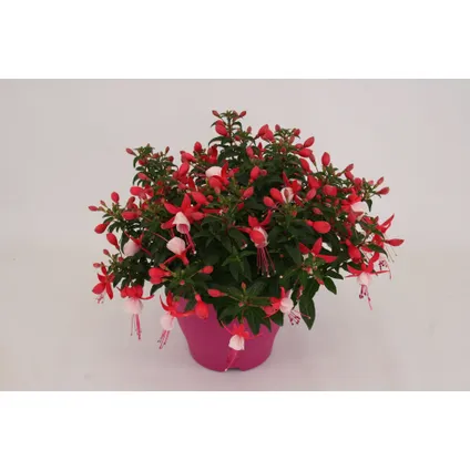 Bellenplant (Fuchsia) ⌀19cm - ↕27cm 5