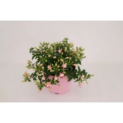 Bellenplant (Fuchsia) ⌀19cm - ↕27cm 6