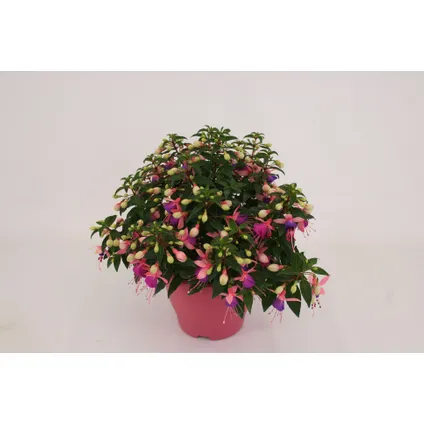 Bellenplant (Fuchsia) ⌀19cm - ↕27cm 7