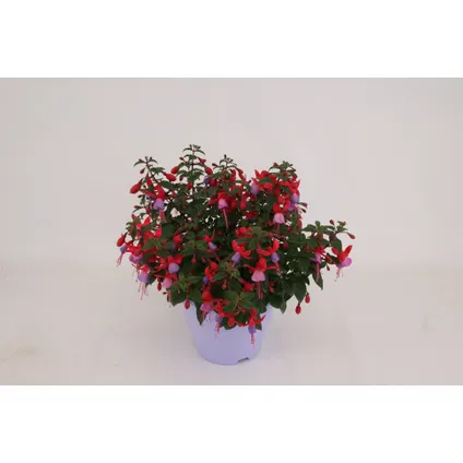 Bellenplant (Fuchsia) ⌀19cm - ↕27cm 8