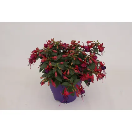 Bellenplant (Fuchsia) ⌀19cm - ↕27cm 9