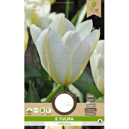 Tulp purissima 8 stuks
