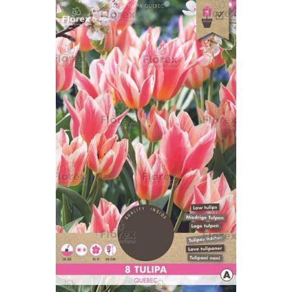 Bulbes de tulipes Québec - 8 pièces