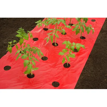 Nature mulch-/kweekfolie voor tomaten - LDPE/LLDPE, rood, 25µ, met perforatiegaten : 20xØ80 mm - 0,95 x 5m
 3